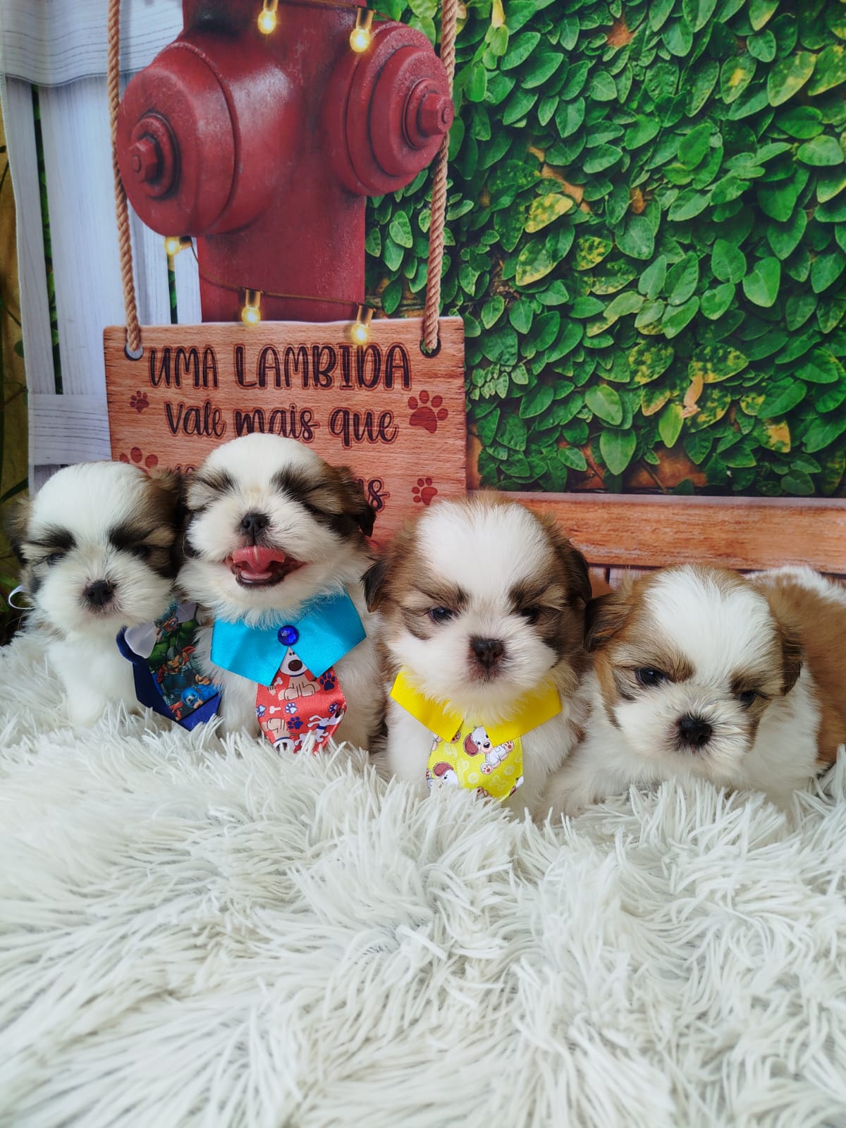 Shih Tzu - Foto 1