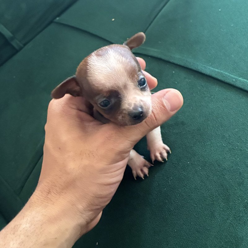 Lindo filhote de Pinscher zero - Foto 3
