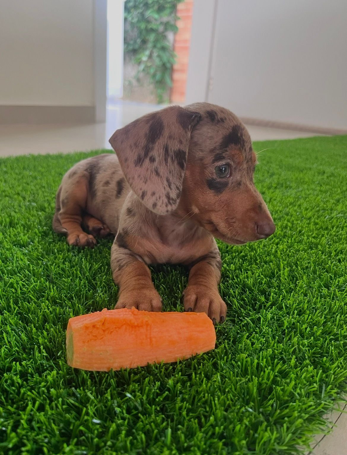  Filhote de Dachshund (Salsicha) - Foto 3
