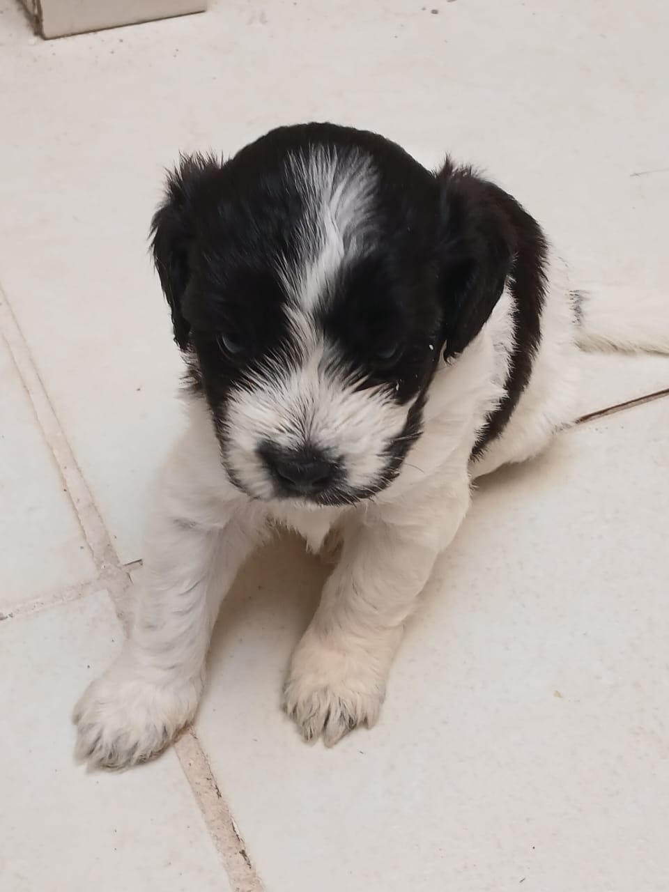Cachorro Shih poo  - Foto 2
