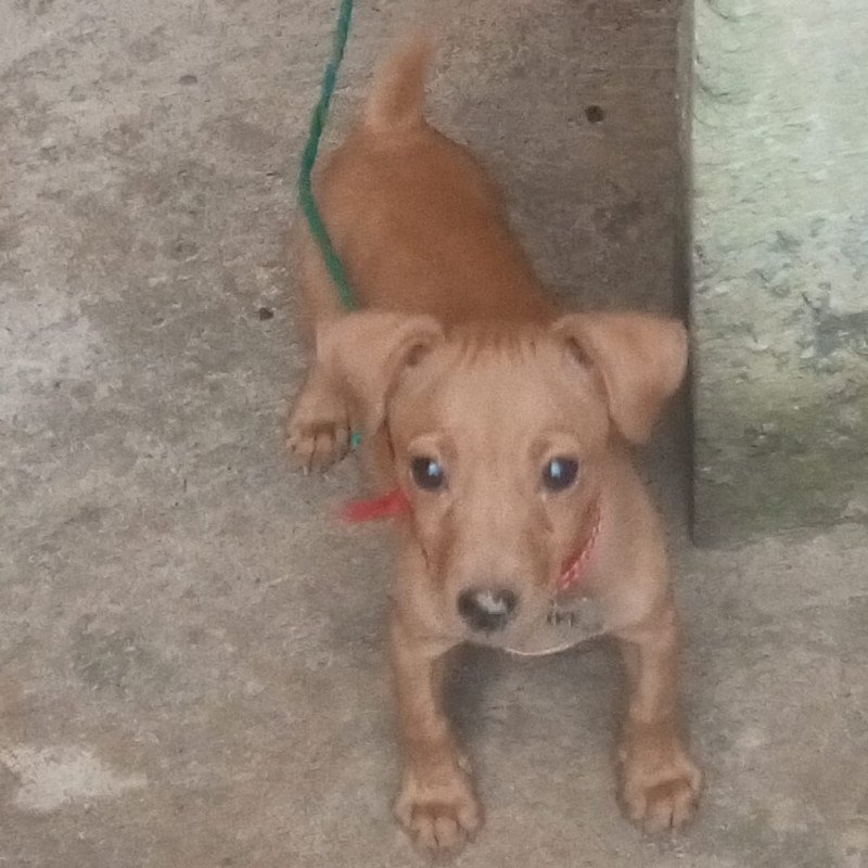 Pincher número 2 - Foto 1