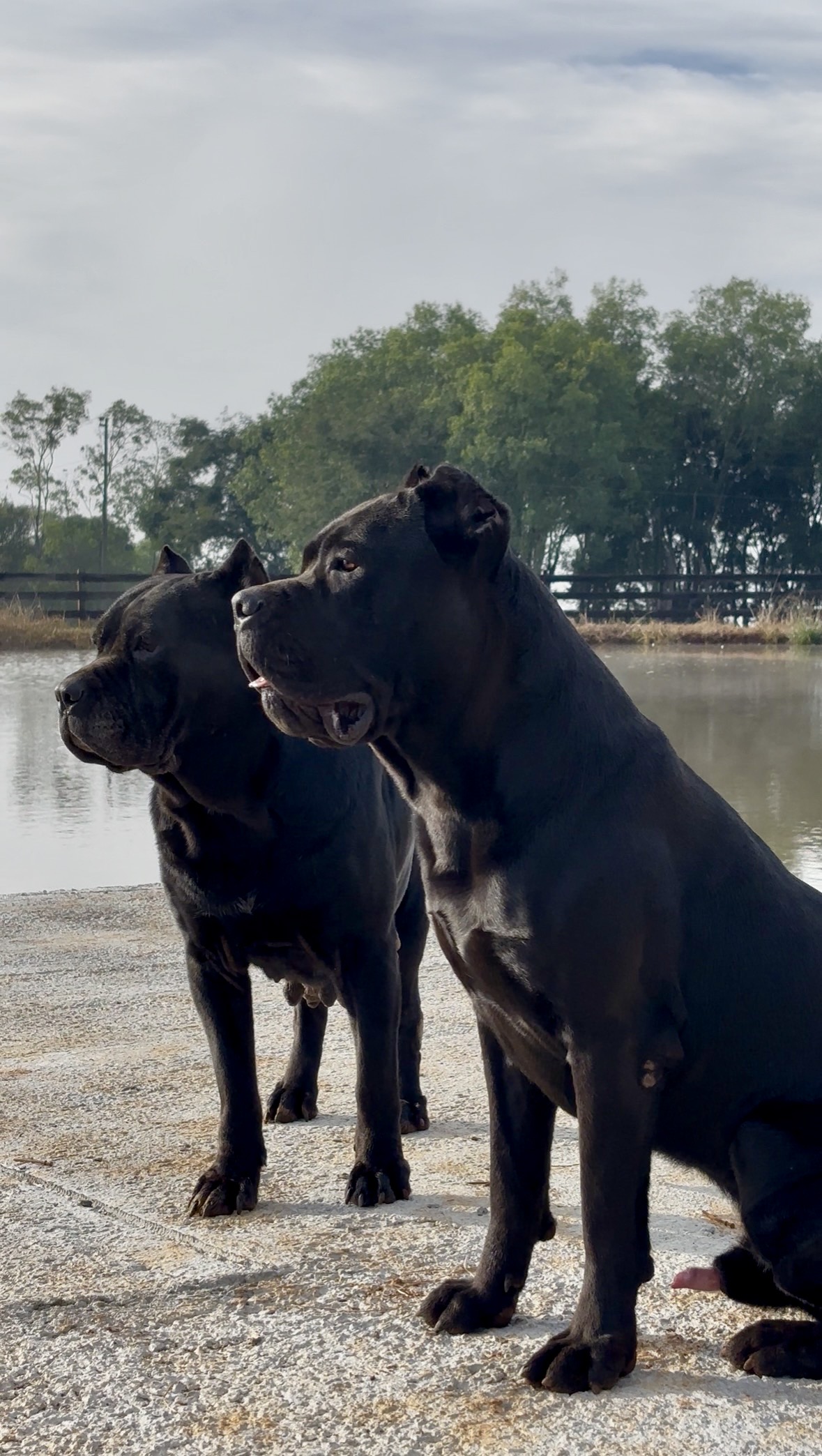 Filhote de Cane Corso - Foto 4