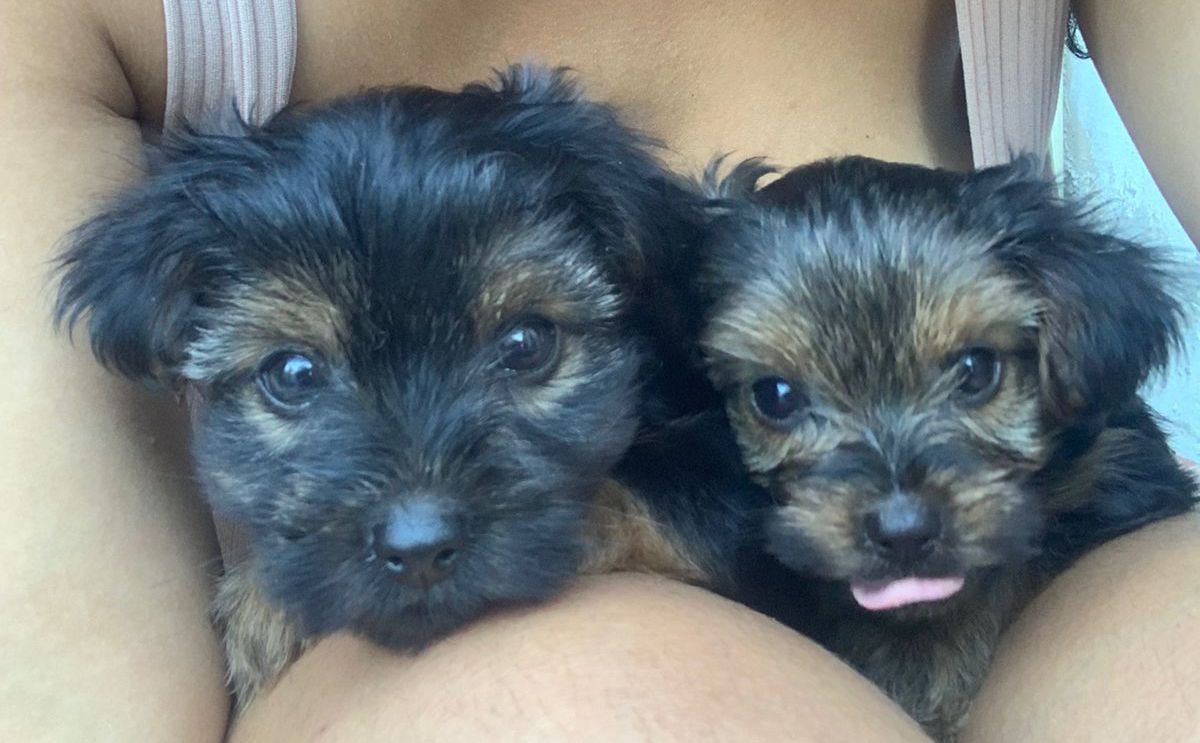 Filhote de yorkshire 0 (puro) machos apen Filhote de yorkshire 0 (puro) machos apenas 1 mês e 15 dias as 1 mês e 25 dias - Foto 2