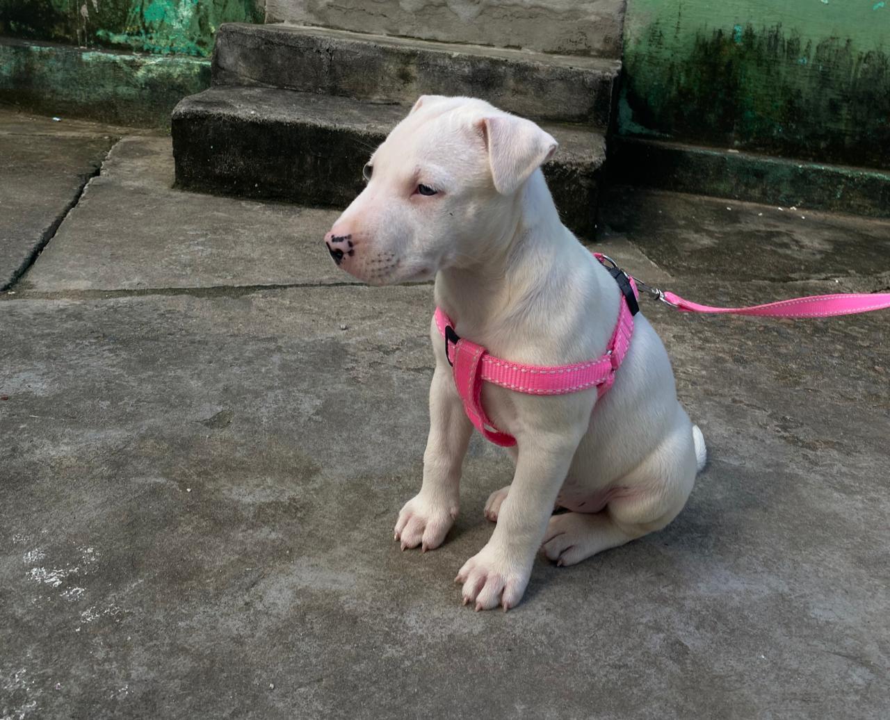 Cachorro Pit Bull com Bull terrier  - Foto 1