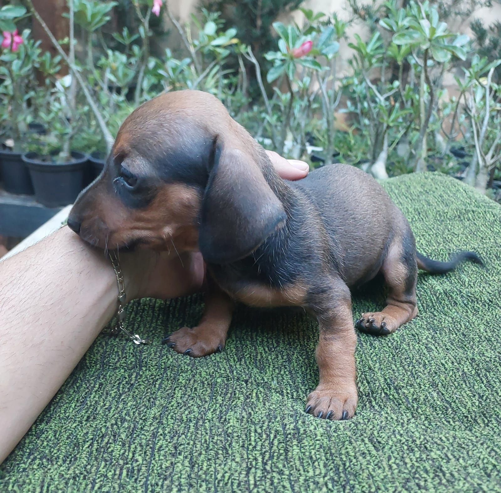 Filhotes de Dachshund - Foto 3