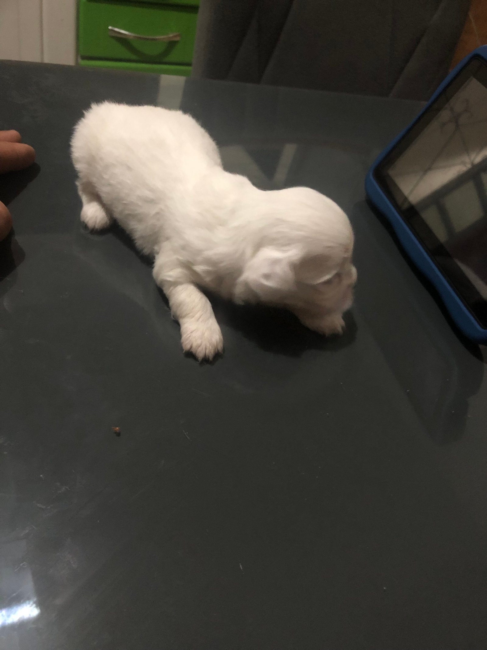 Vendo Lhasa apso - Foto 2