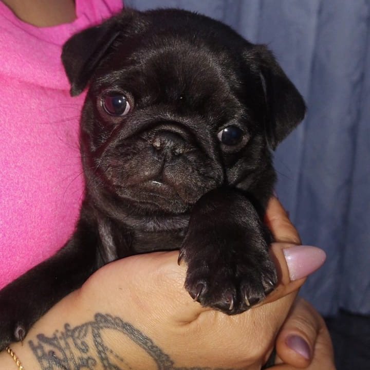 Filhotes de Pug - Foto 4