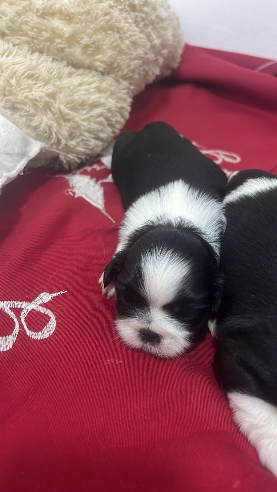 Shih Tzu - Foto 2