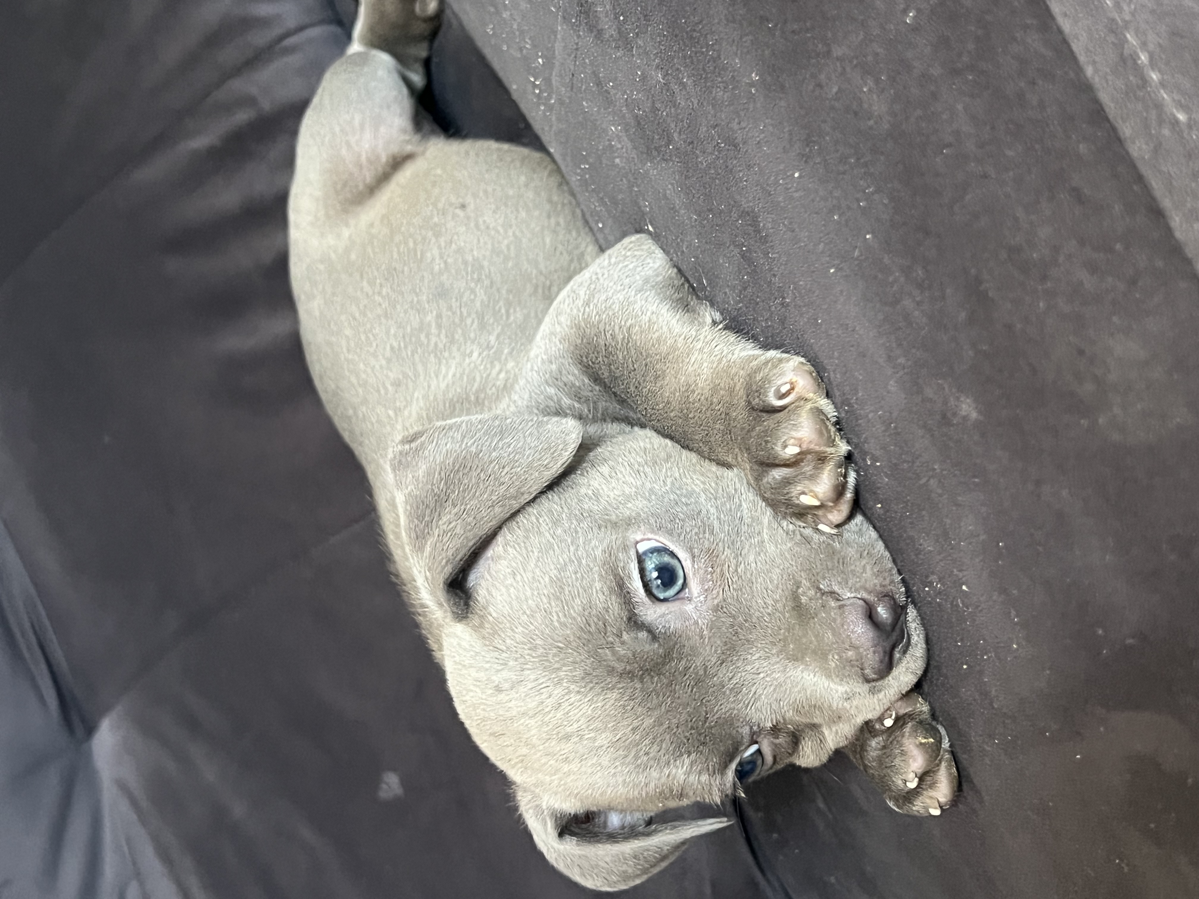 American bully  pedigree ibc - Foto 5