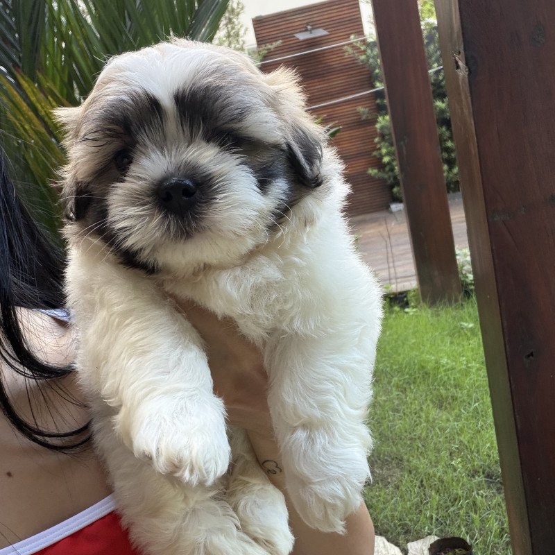 Filhotes shihtzu - Foto 2