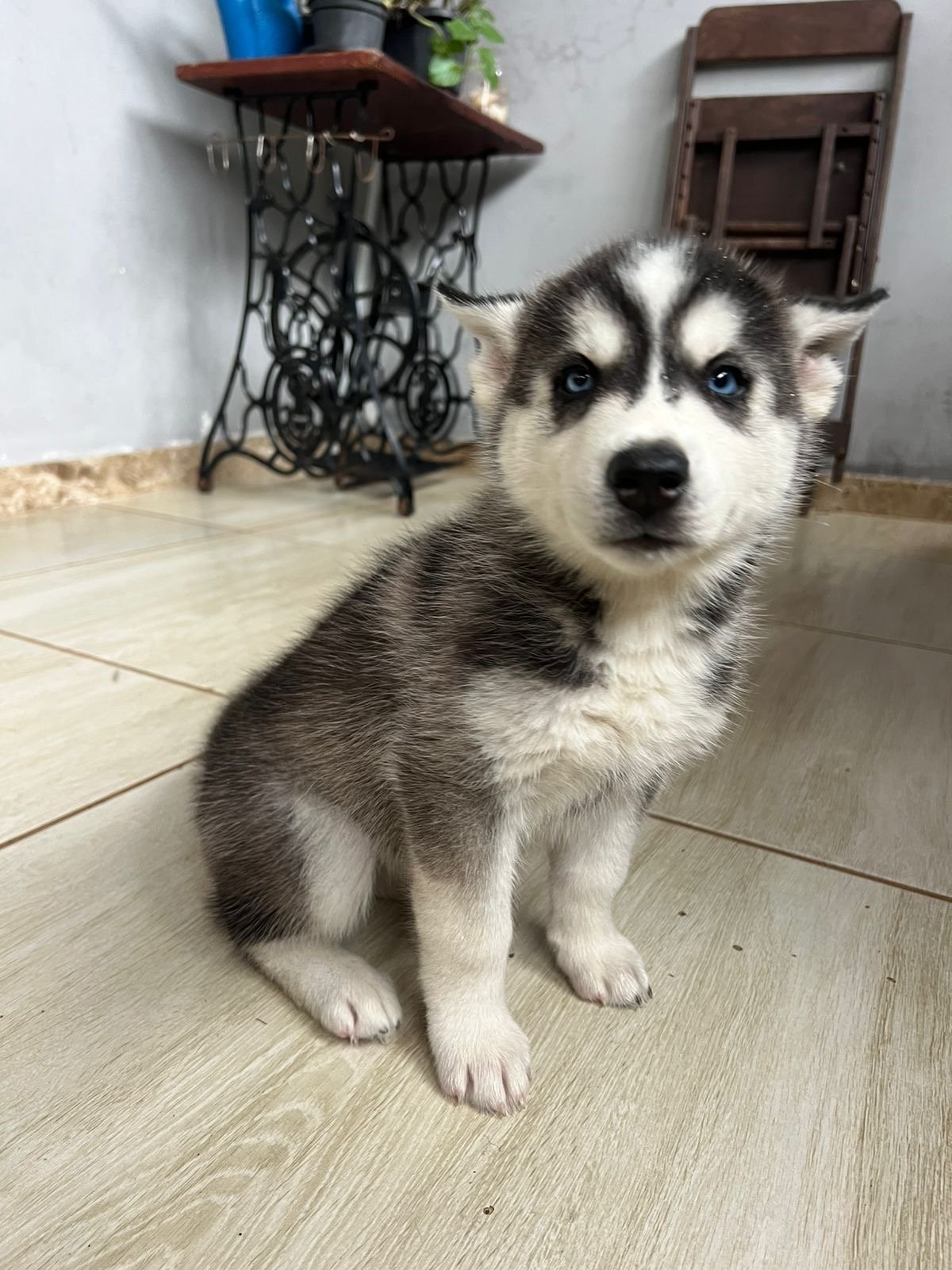 Filhotes husky siberiano - Foto 1
