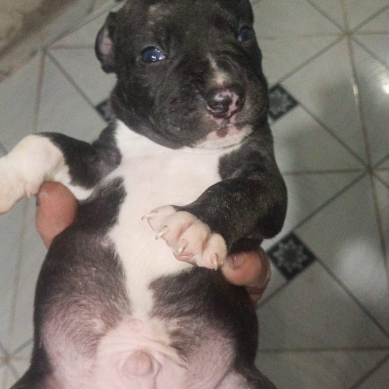 Vendo pitmonster, já vermifugado, 1 mês e 10 dias! - Foto 3