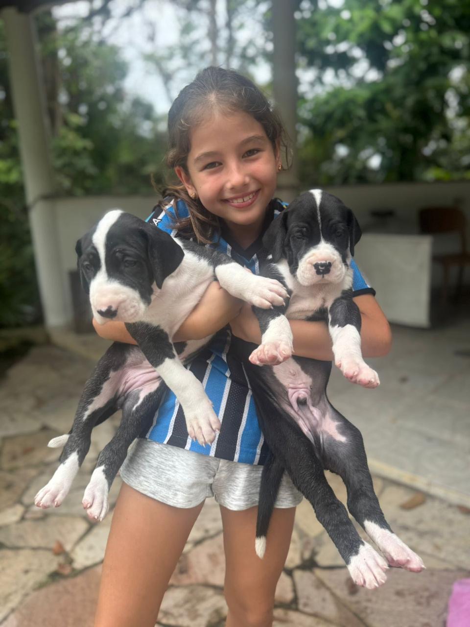 Dogue Alemão - Foto 1
