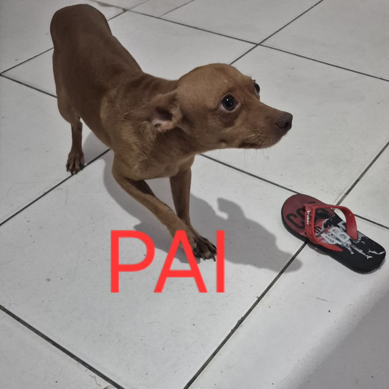 Vendo uma linda,filhote de pincher ela esta com um mês e vinte e oito dias ja comendo ração e  nao faço entrega - Foto 3