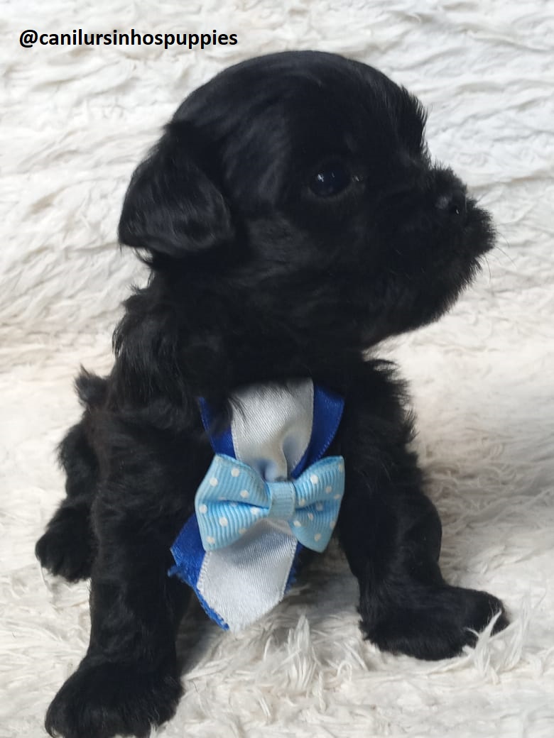 Lhasa Apso - Foto 2