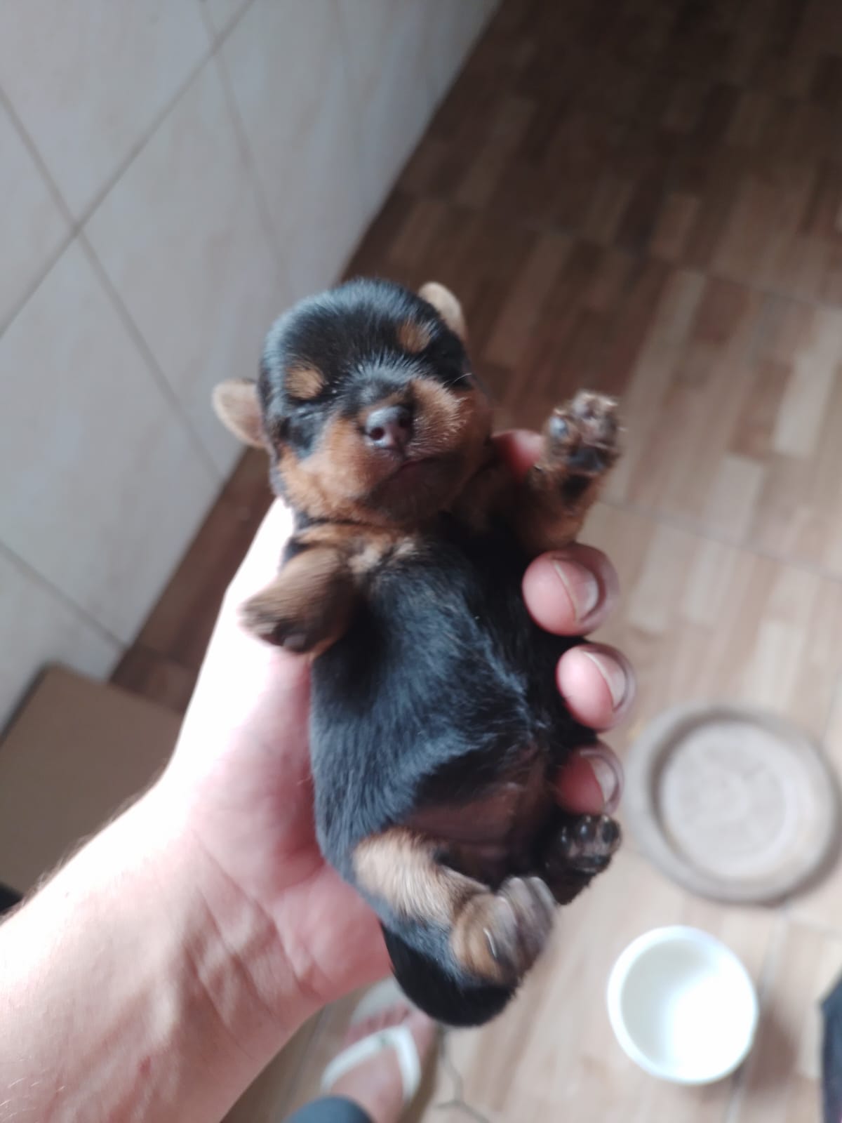Yorkshire terrier mini - Foto 1