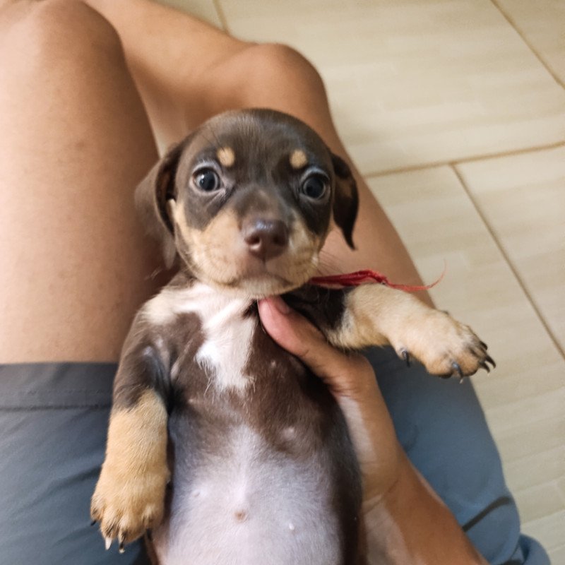 Filhotes de cachorro salsicha (Dacshund) - Foto 2