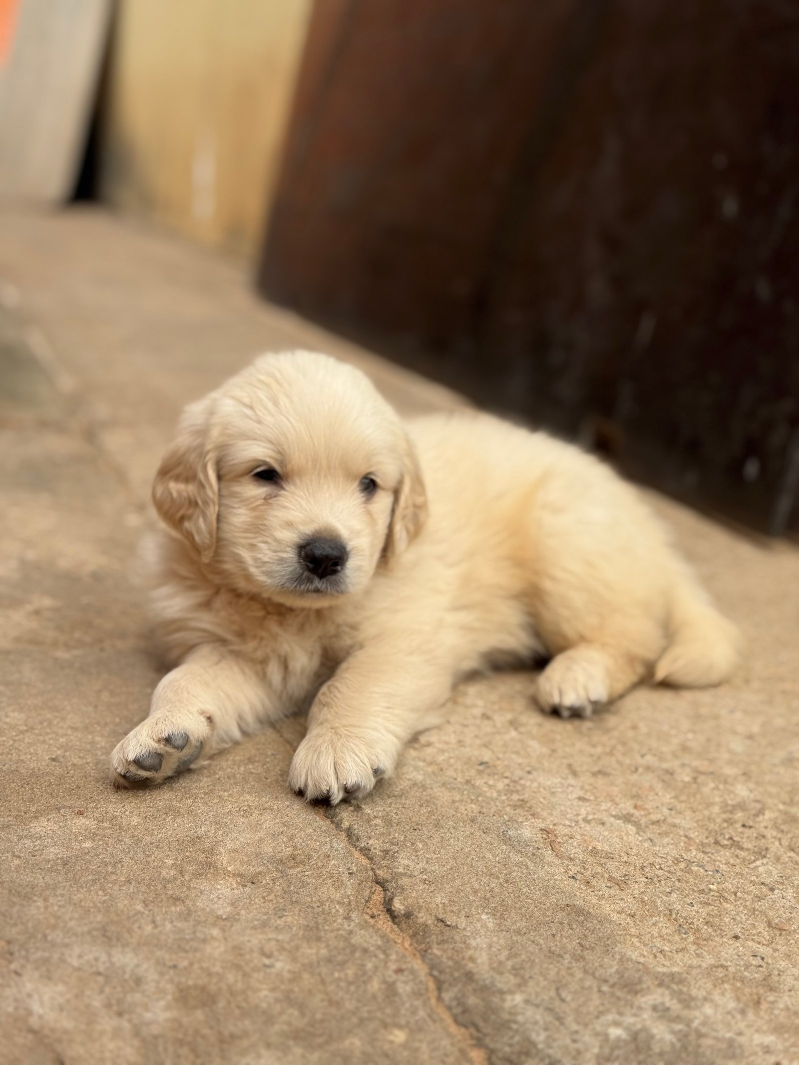 Golden Retriever  - Foto 2
