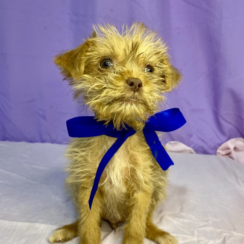 Cachorro shih tzu com pinscher - Foto 2