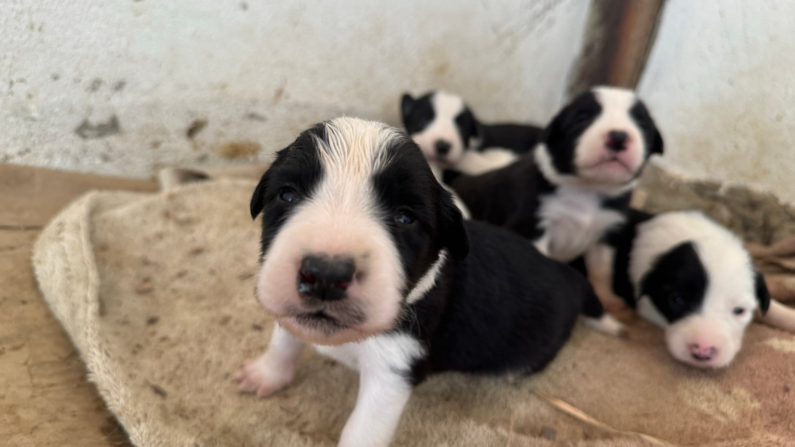 FILHOTES BORDER COLLIE COM PEDIGREE  - Foto 1