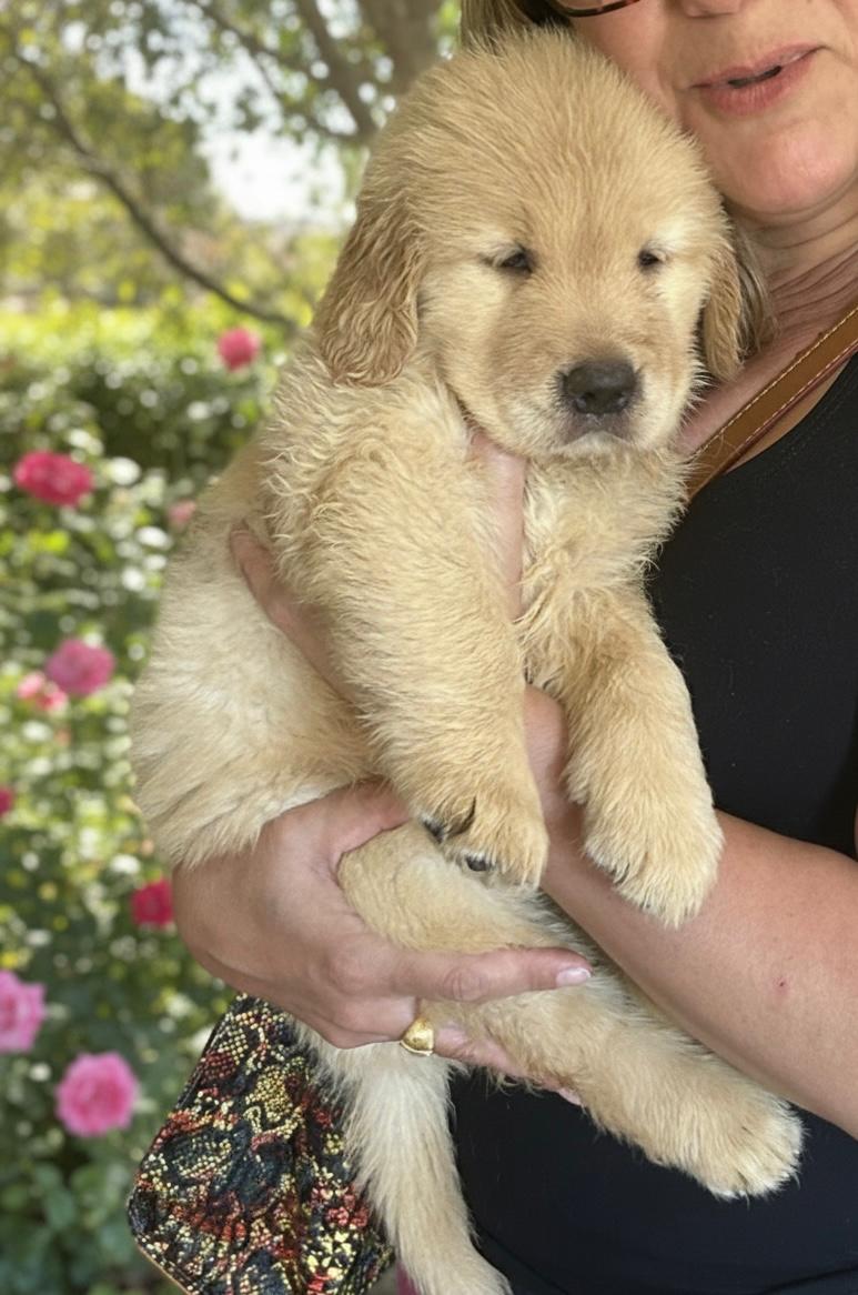 🐾 VENDA DE FILHOTES DE GOLDEN RETRIEVER 🐾 - Foto 2