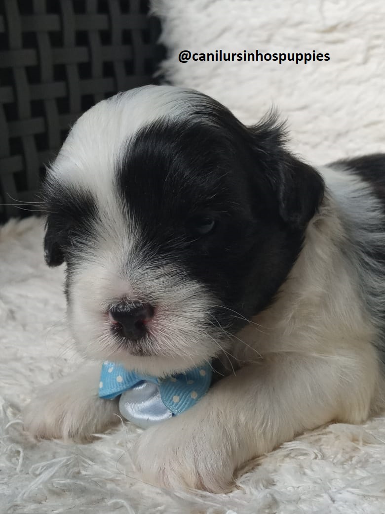 Lhasa Apso - Foto 3