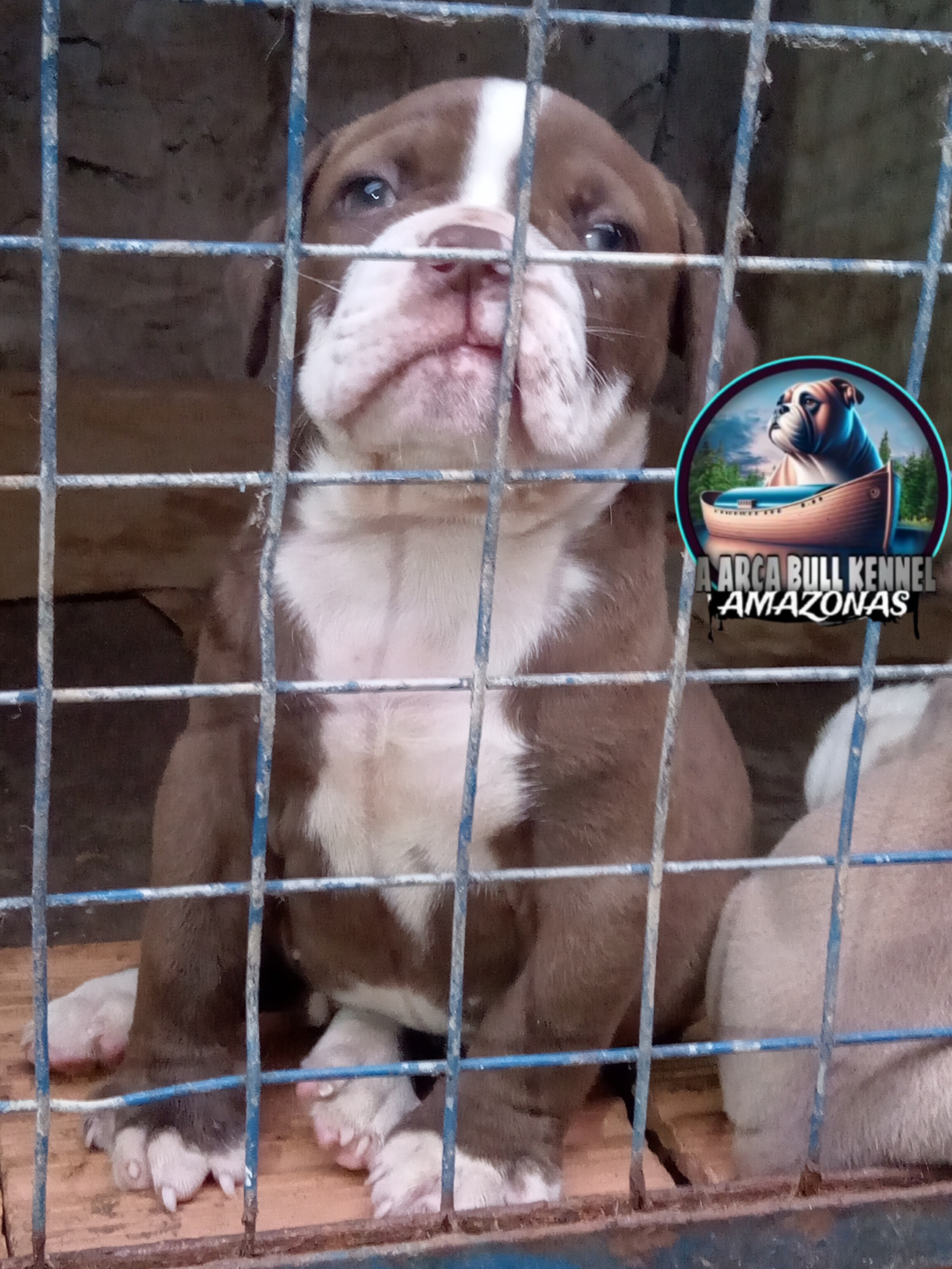Old english Bulldog temos filhotes disponíveis  - Foto 1