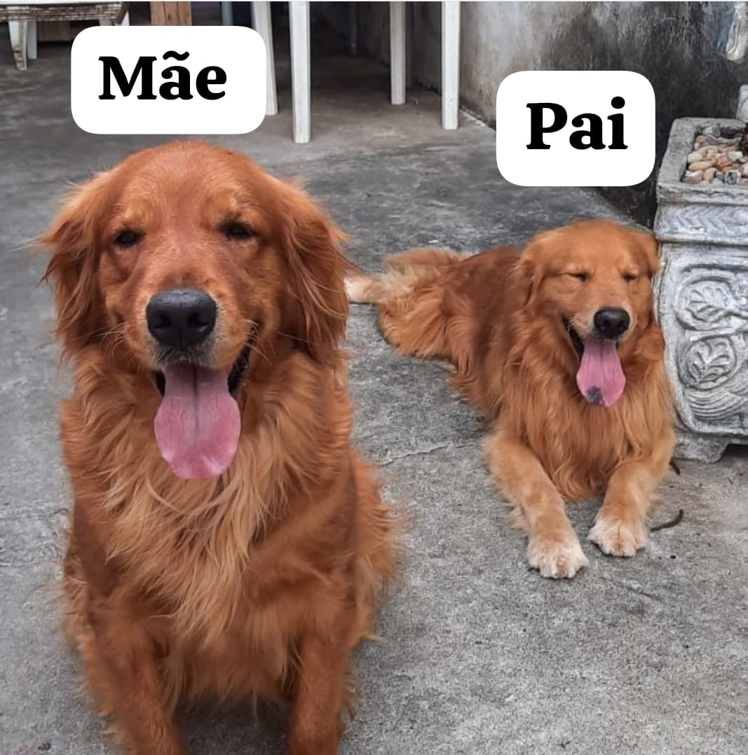 Filhotes Golden Retriever  - Foto 2