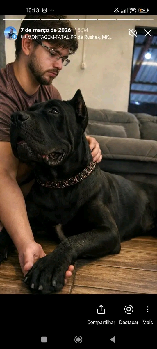 Filhotes Cane corso  - Foto 1
