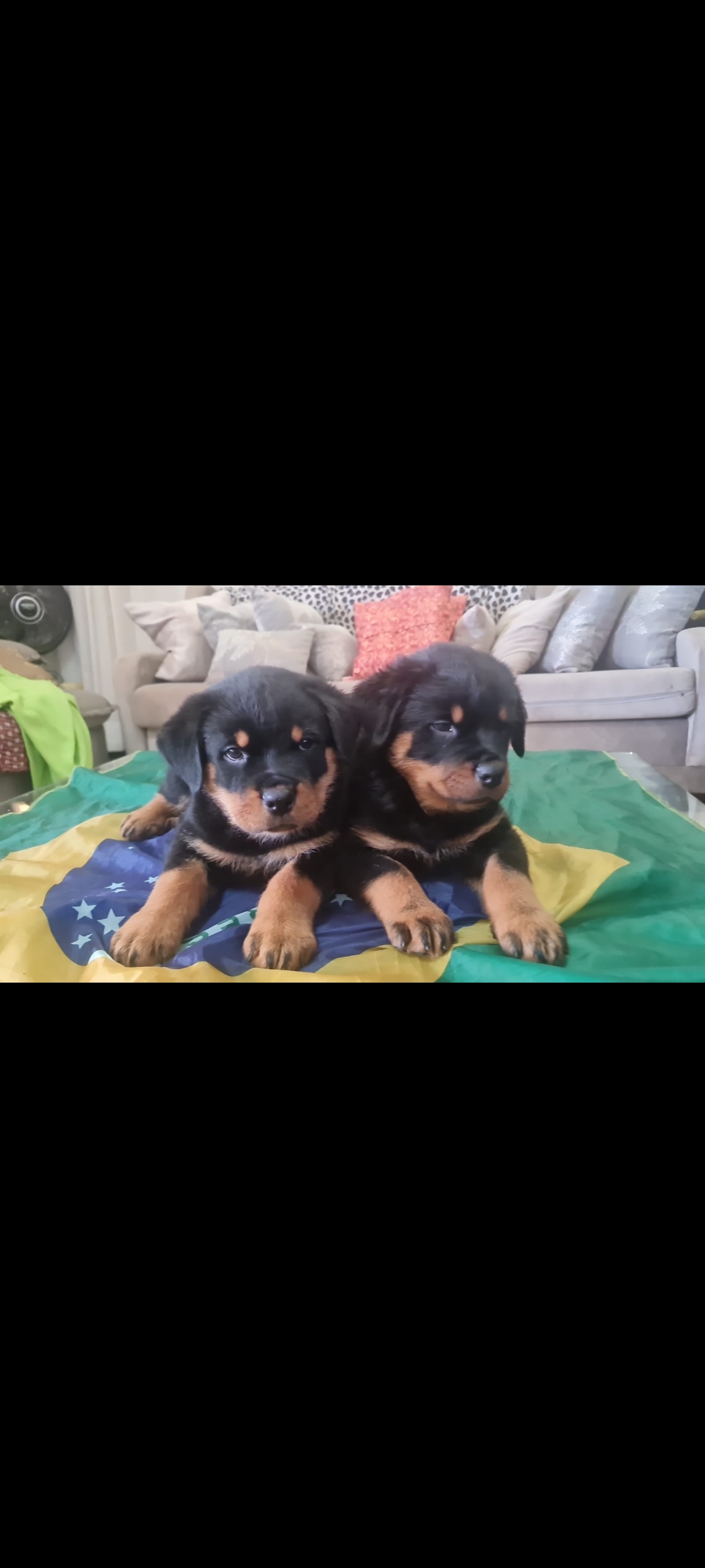 Vendo lindos filhotes de Rottweiler  - Foto 1