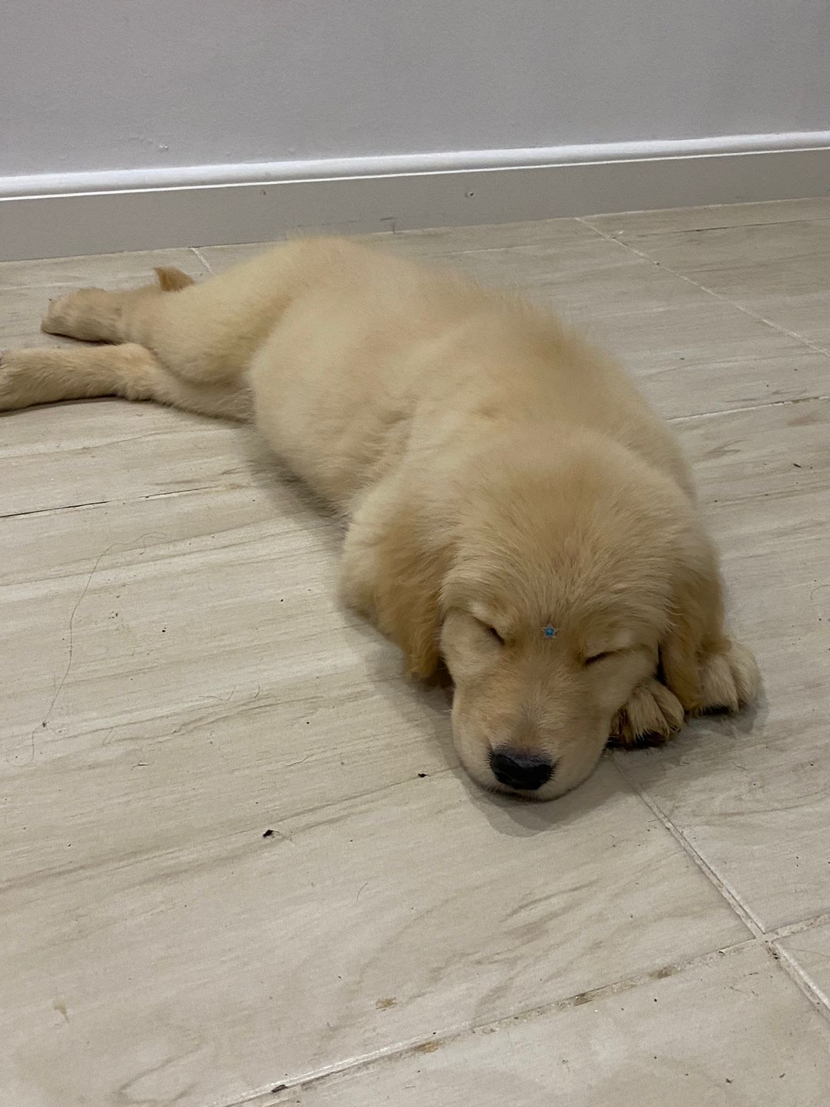 Golden Retriever - Foto 2