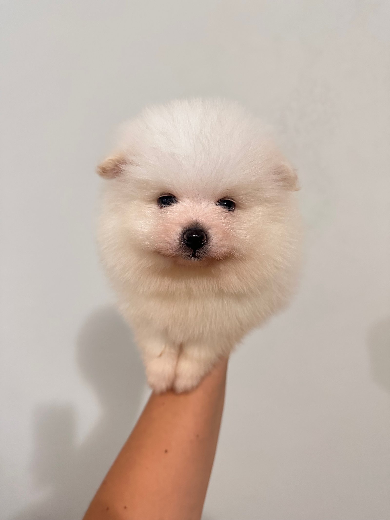 Spitz alemão anao (Lulu da pomerania) - Foto 2