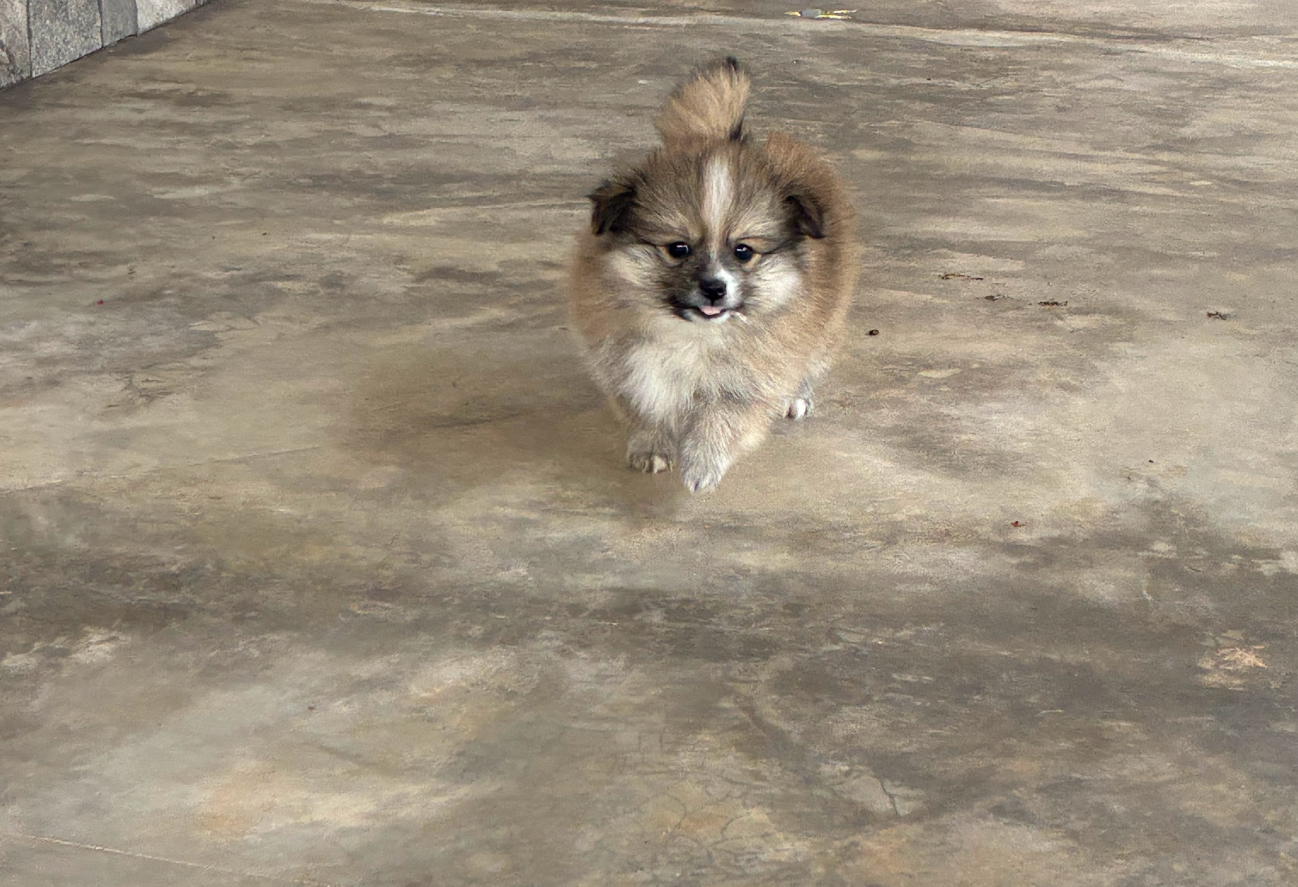 Lulu da Pomerânia - Foto 3