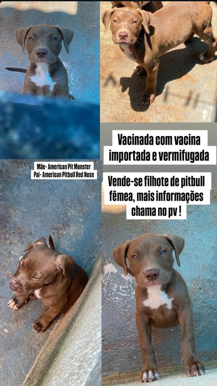 Pitbull fêmea a venda! 3 meses de vida! Já vacinada e vermifugada. - Foto 1