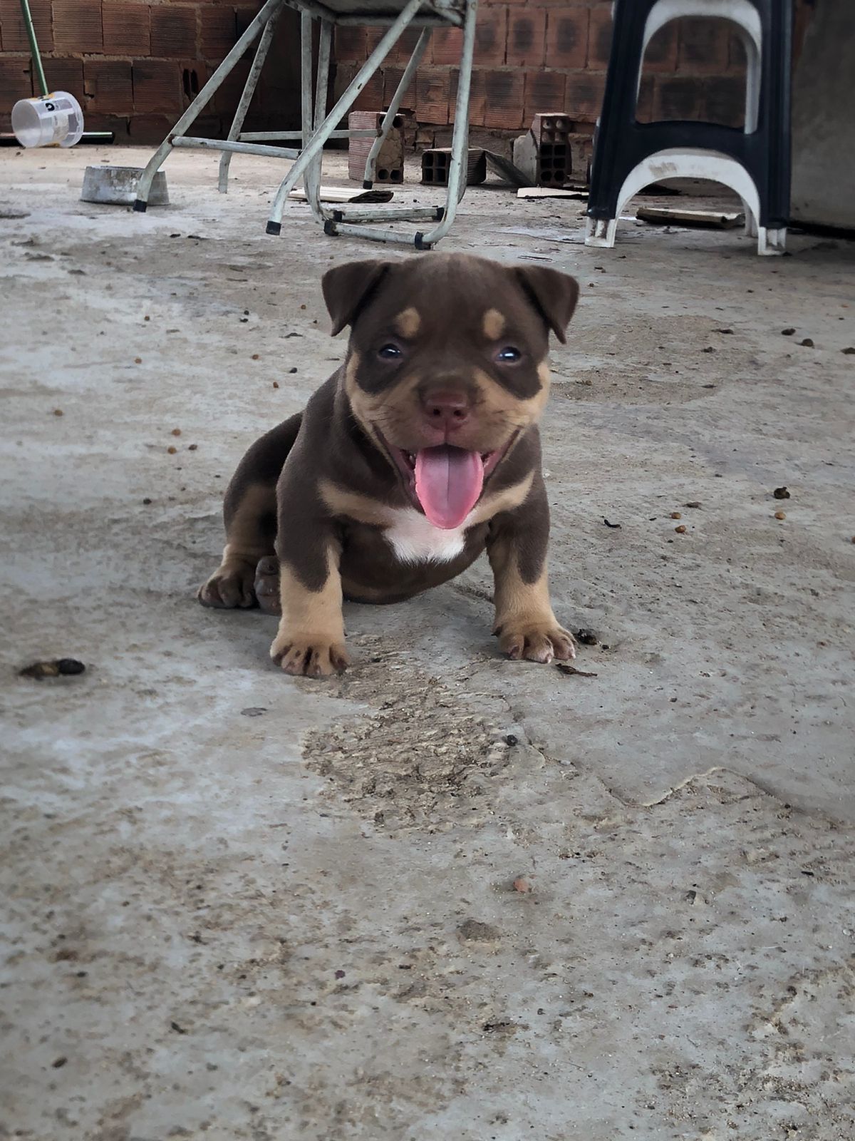 Venda de filhote American Bully  - Foto 1
