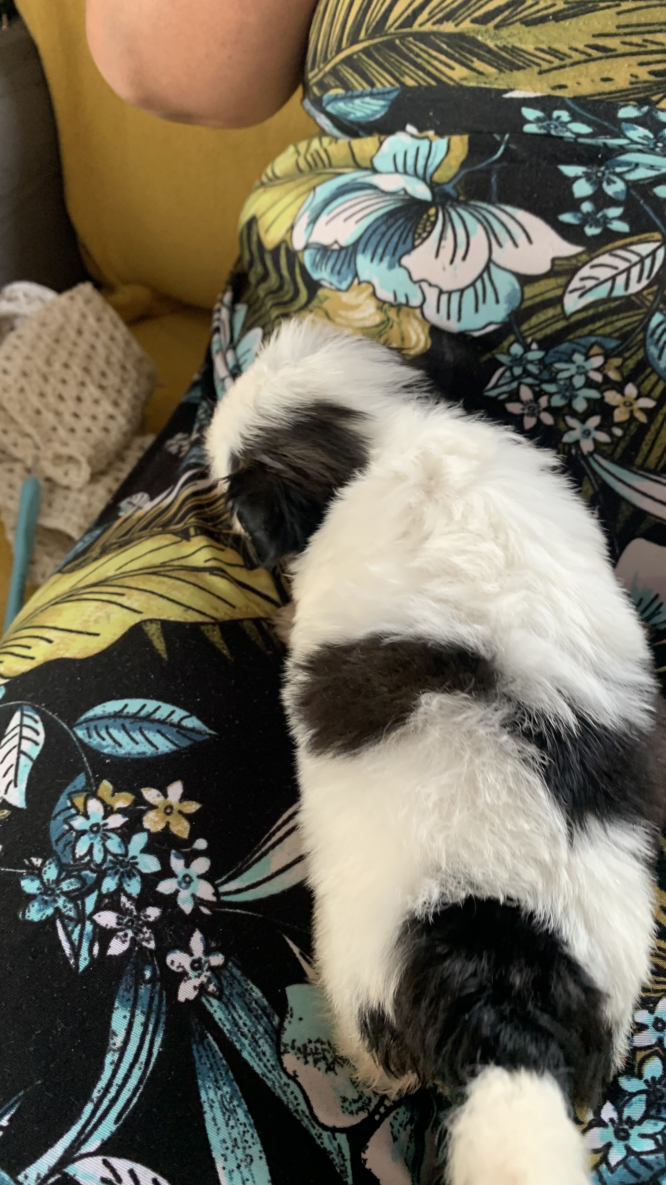 Shi tzu - Foto 3