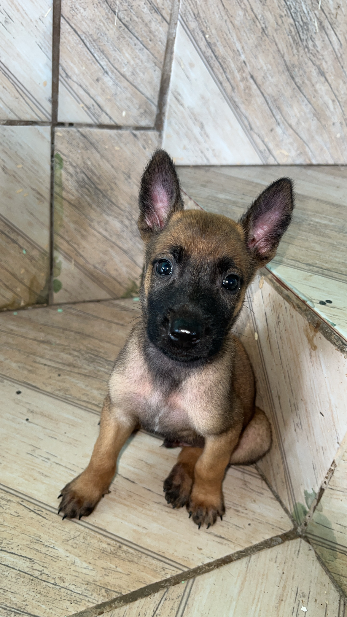 Pastor Belga Malinois - Foto 1