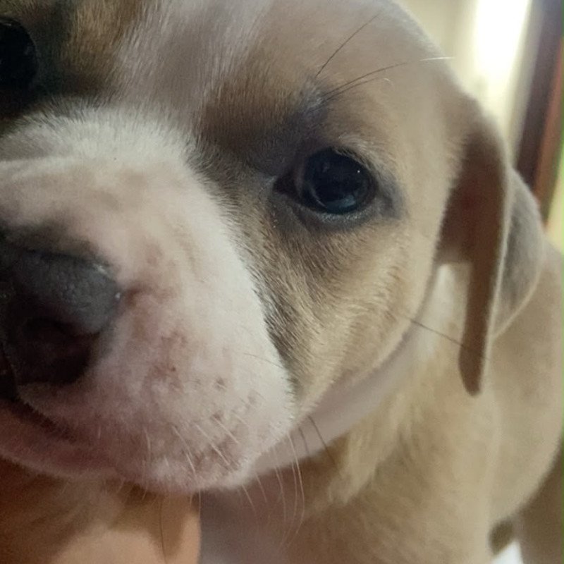 🐶 FILHOTE AMERICAN BULLY DISPONÍVEL! 🐾  Procurando um companheiro lindo e cheio de personalidade? ❤️  Temos filhote de American Bully disponível para um novo lar! 🏡🐾 Macho está com 40 dias - Foto 1