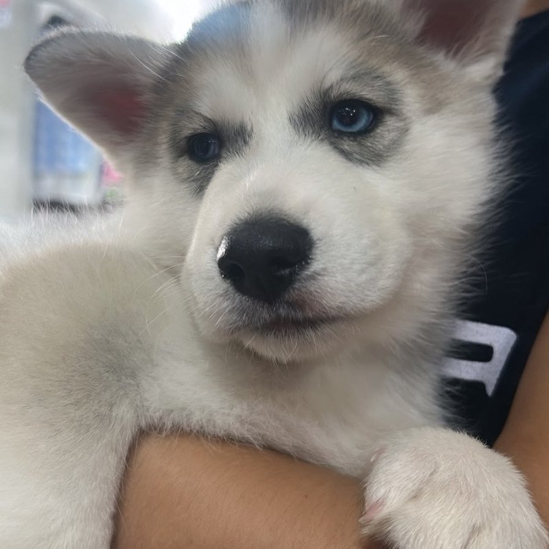 Lindo filhote de Husky Sibiliano puro - Foto 3