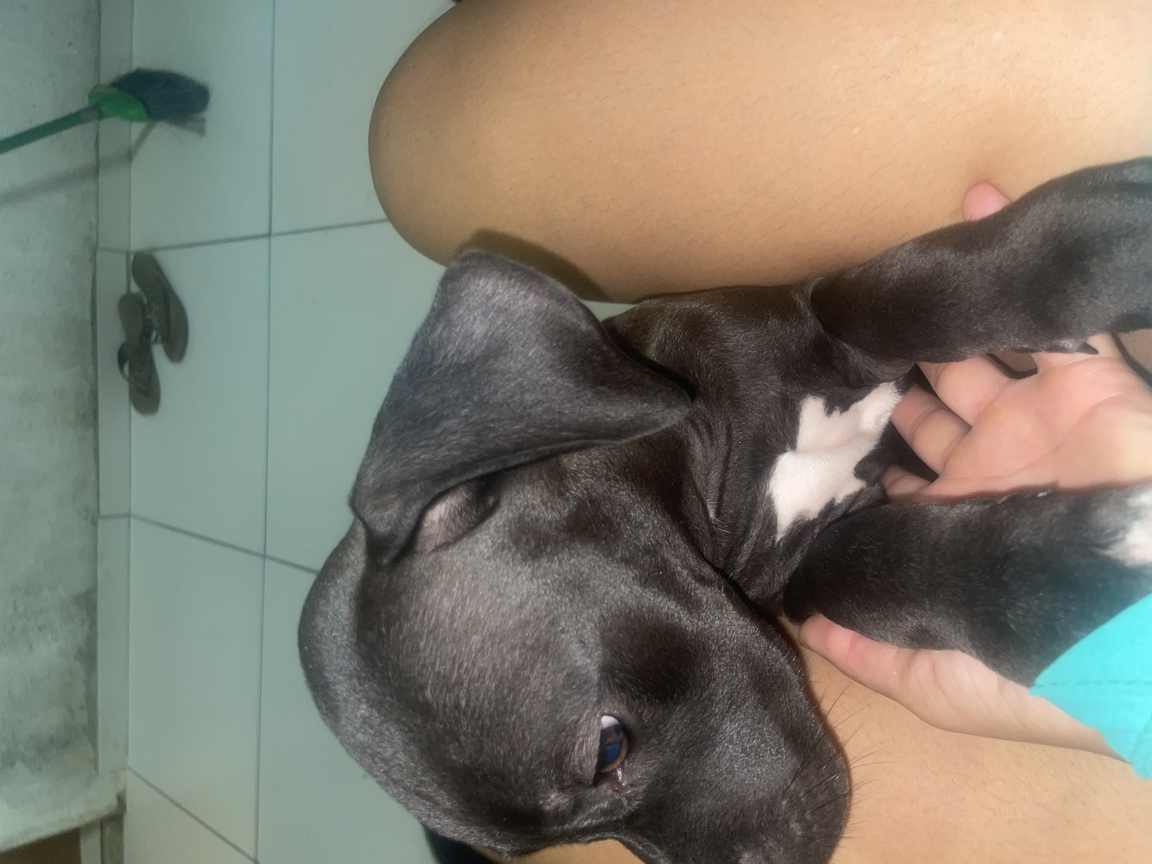 Pitbull  - Foto 1