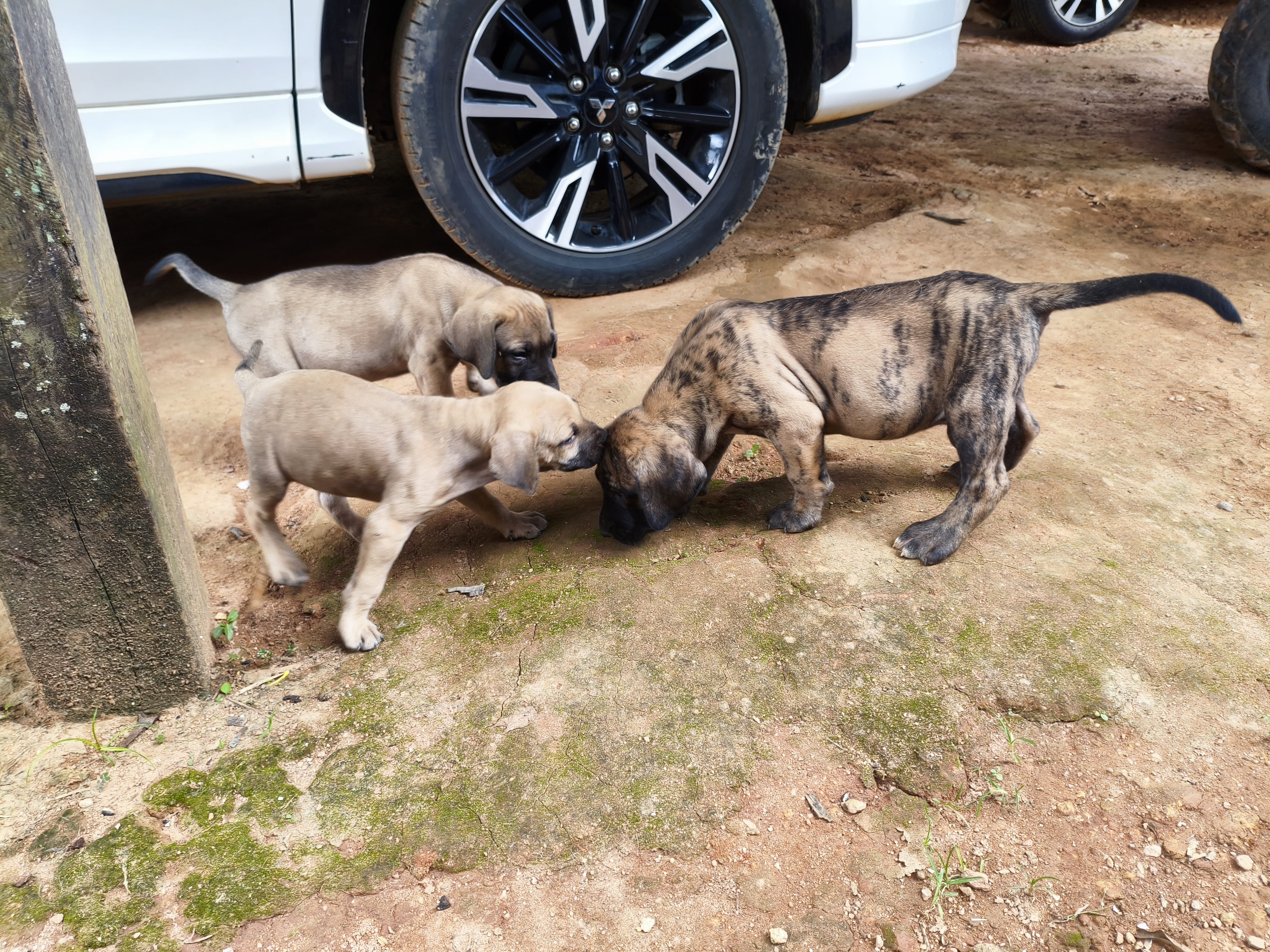 Fila Brasileiro - Foto 1