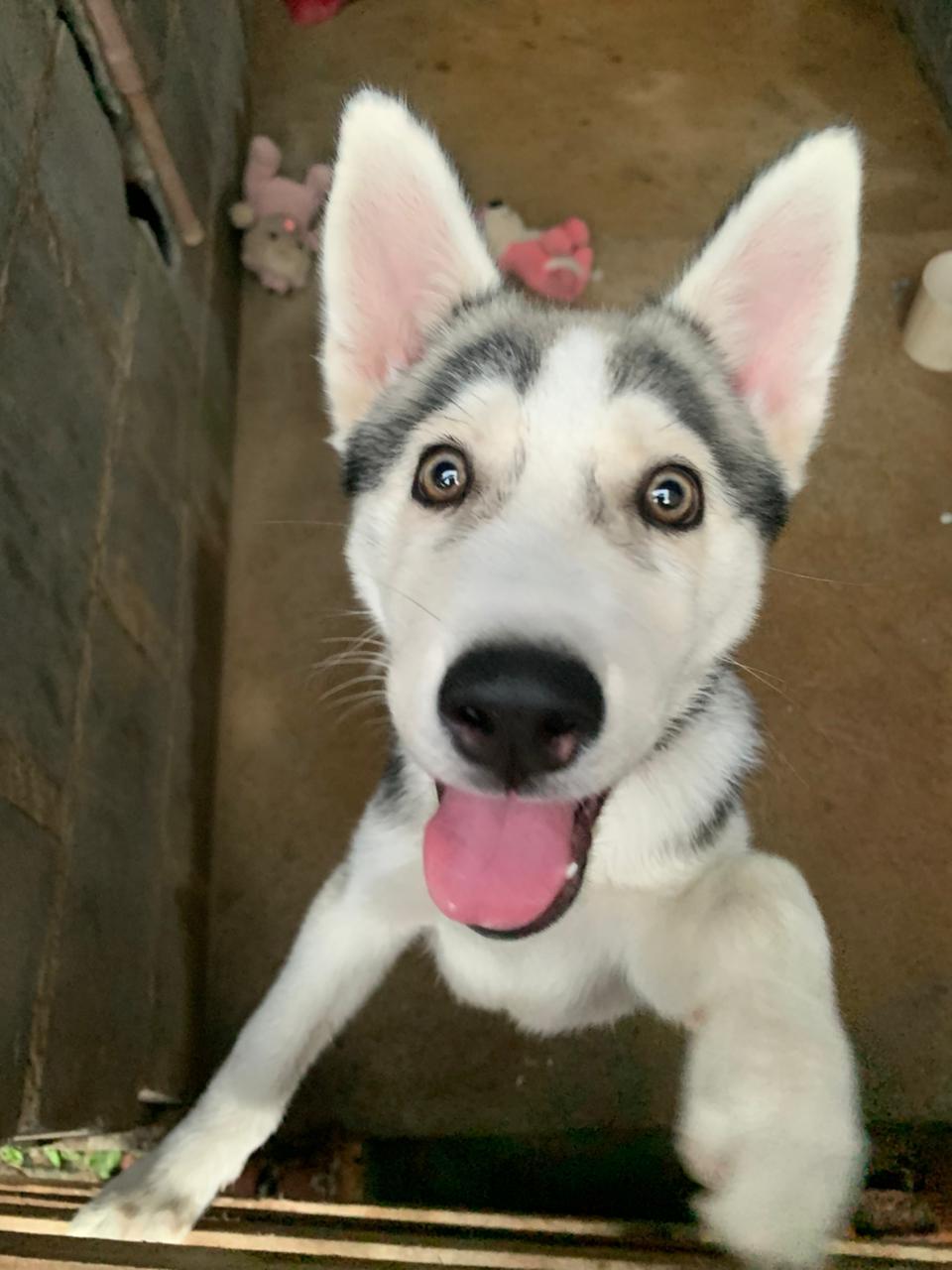 Vendo Este Cachorro - Foto 2