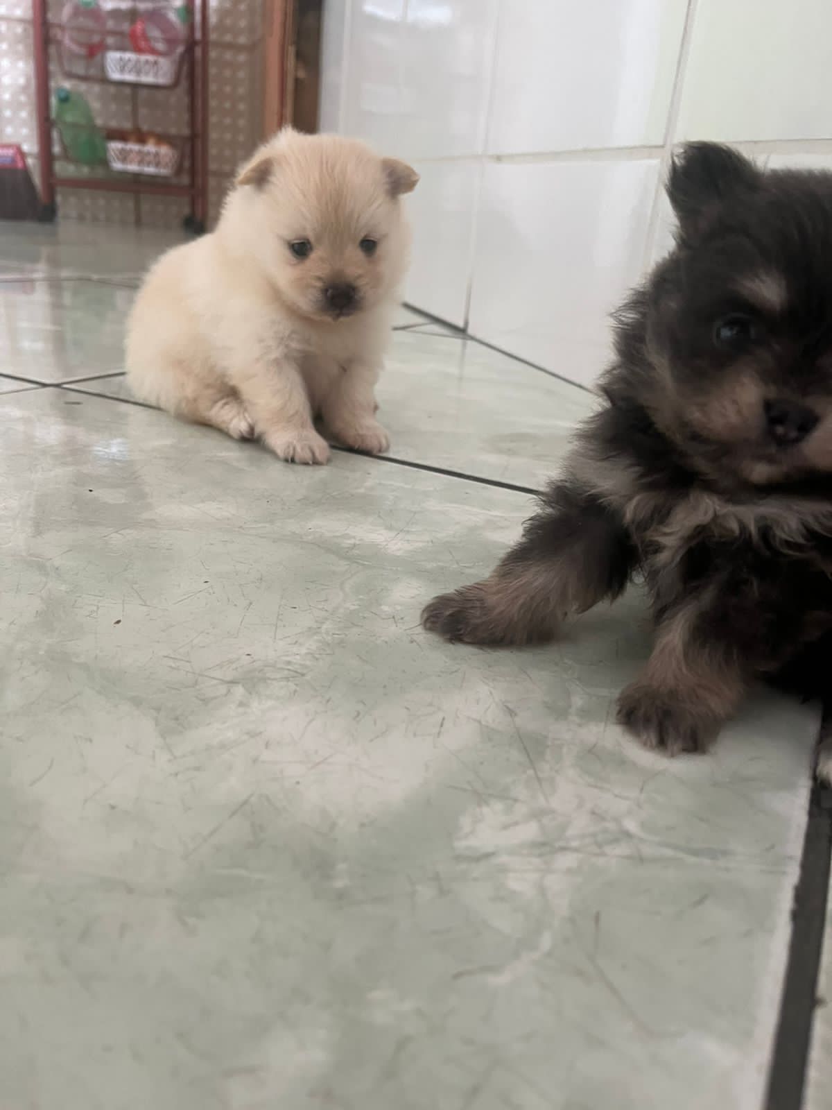 Lulu da pomerânia casal - Foto 1