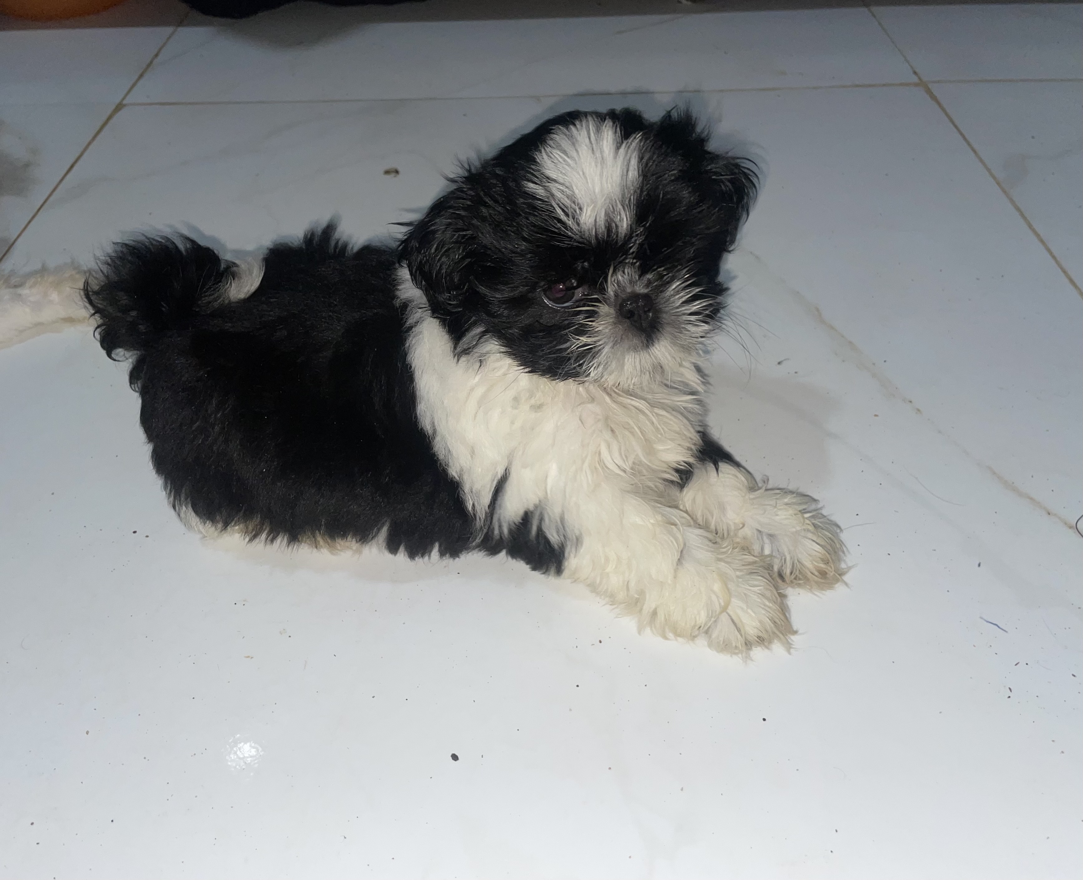 Filhotes de Shih tzu - Foto 1