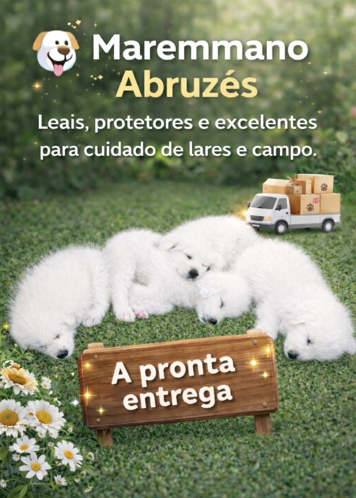 Pastor Maremano Abruzês - Foto 2