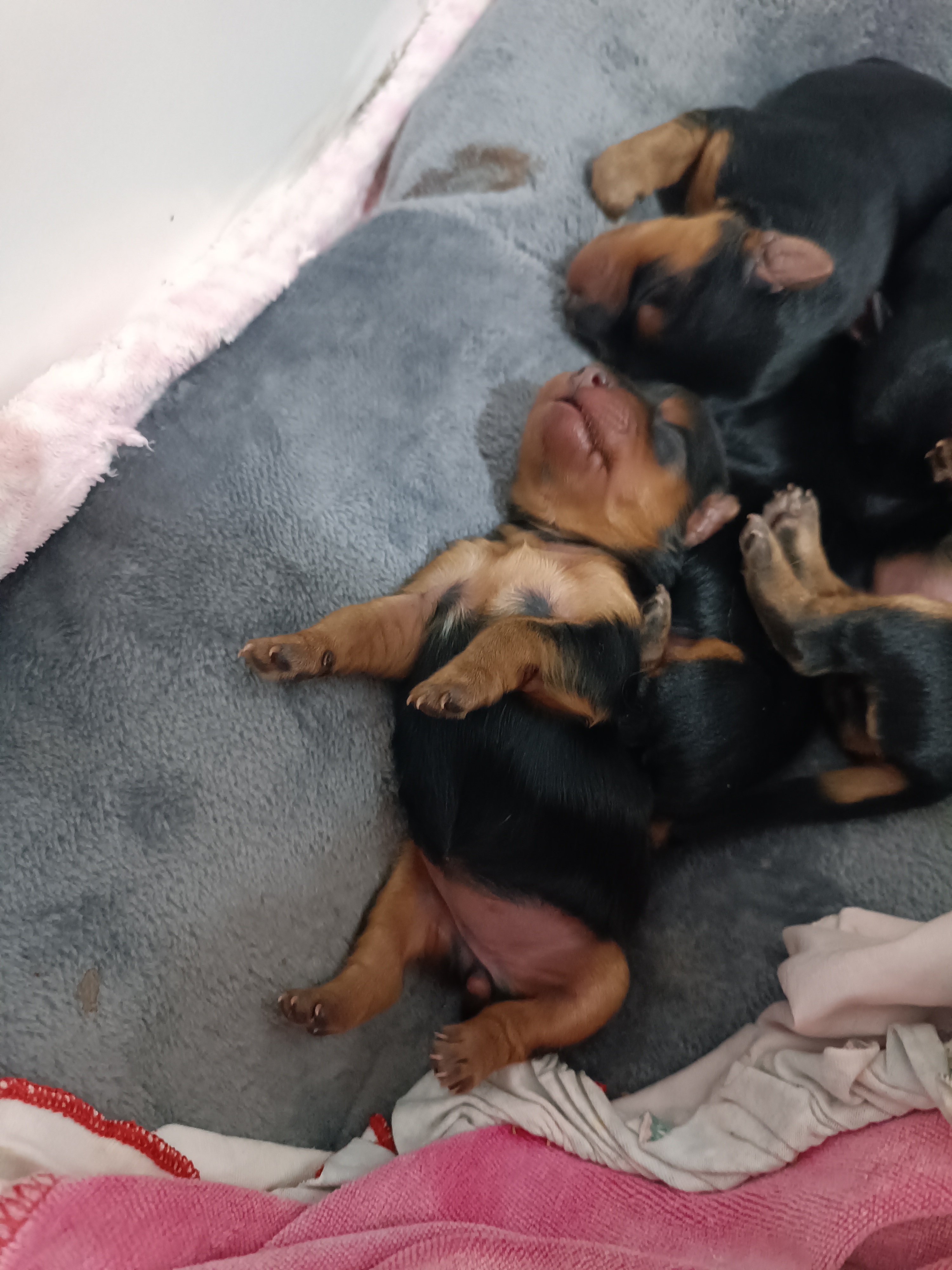 Yorkshire terrier  - Foto 1