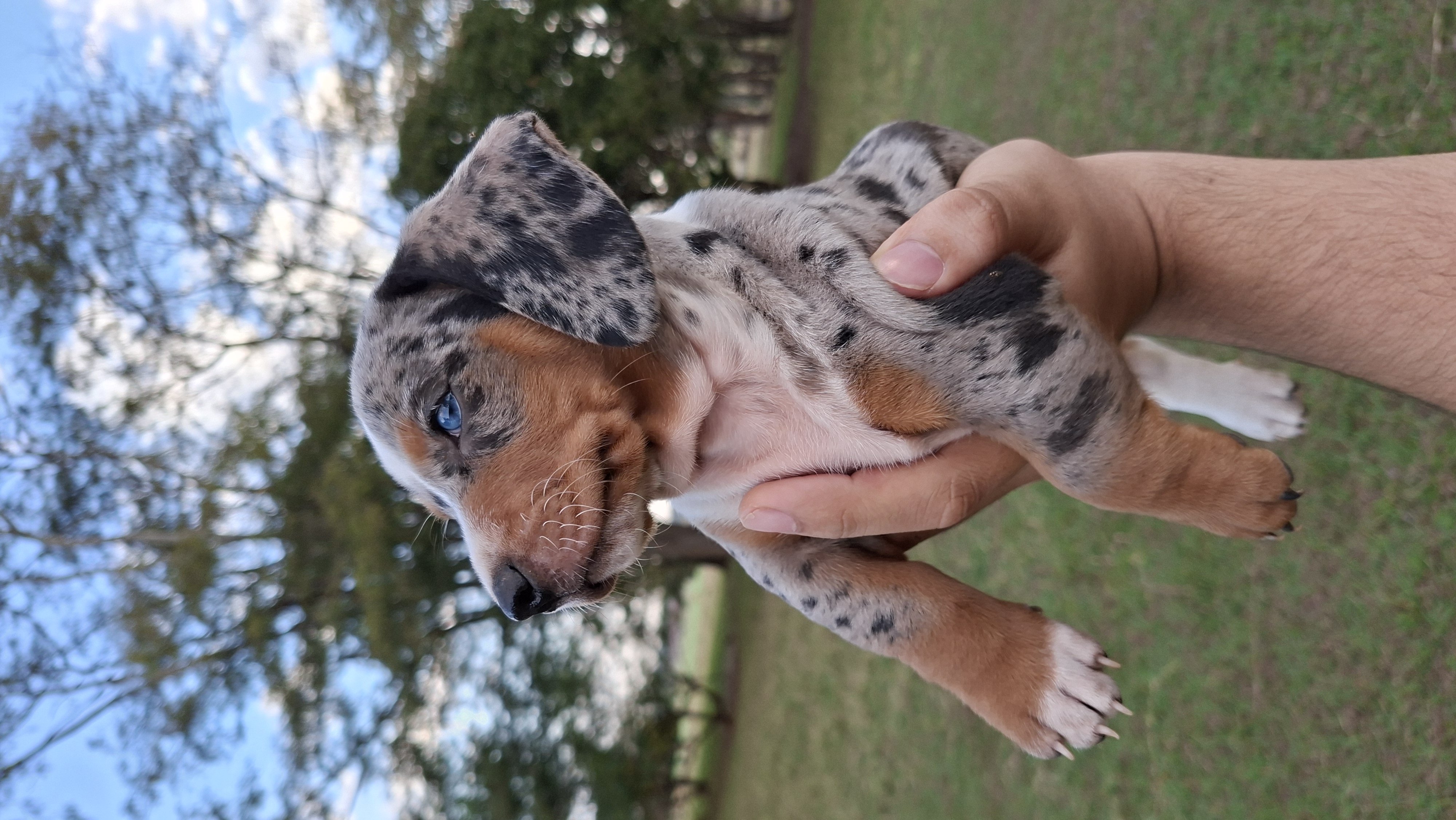 Filhotes de Dachshund mini  - Foto 4