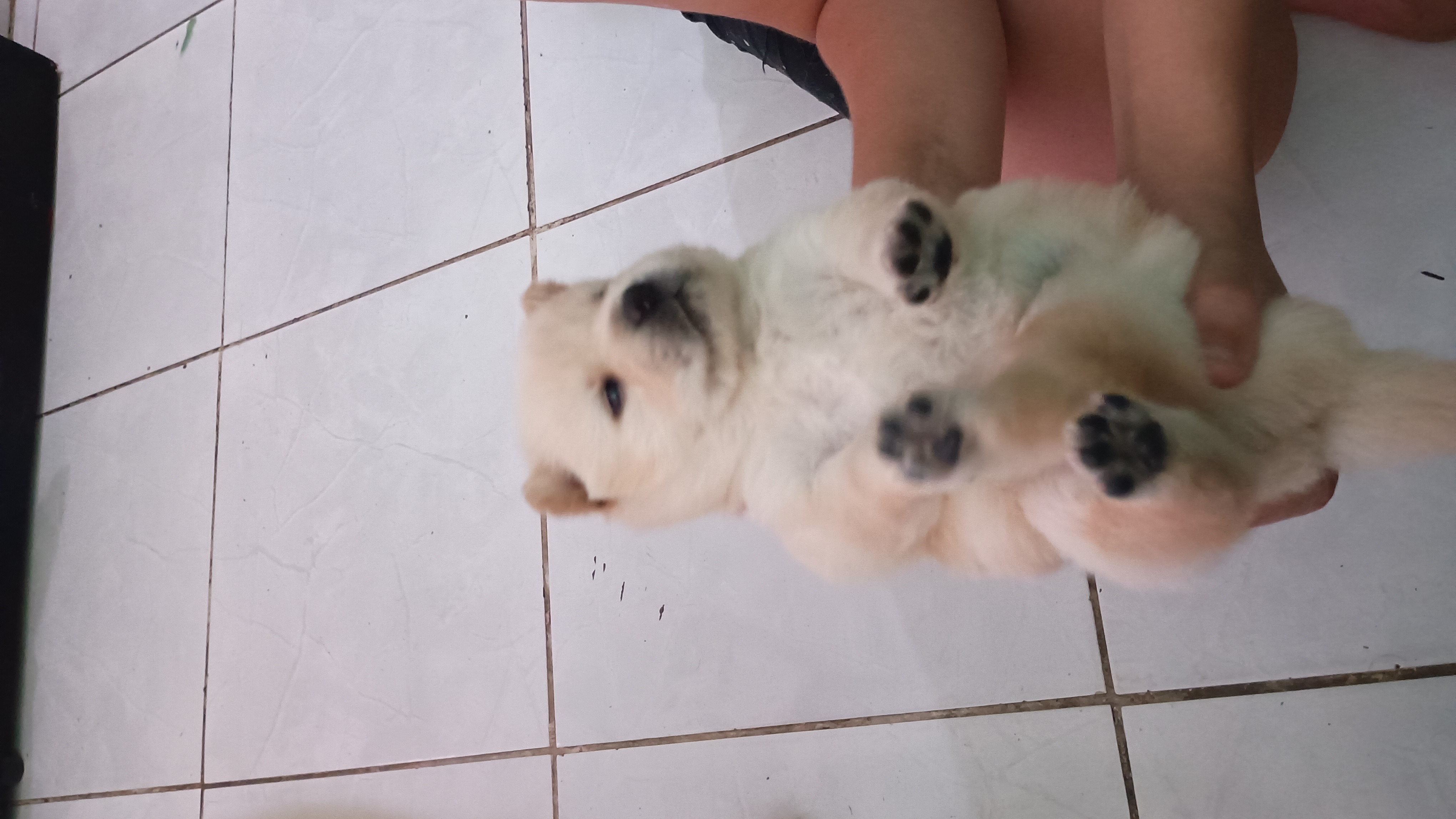 Filhotes de Chow Chow  - Foto 4