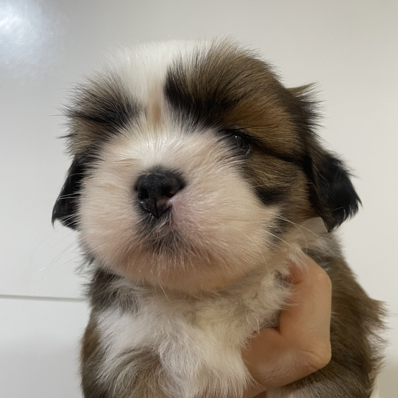Lindo filhote de shihtzu teu Macho - Foto 1