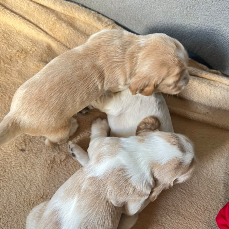 Cocker Spaniel Inglês - Raça Pura Apenas um Macho e uma Fêmea disponível - Foto 4